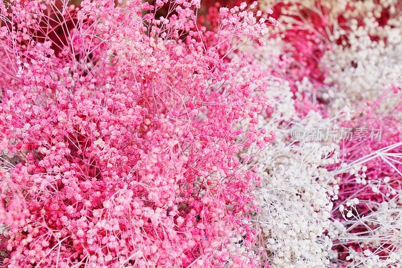 毛茸茸的鲜花Astilbe