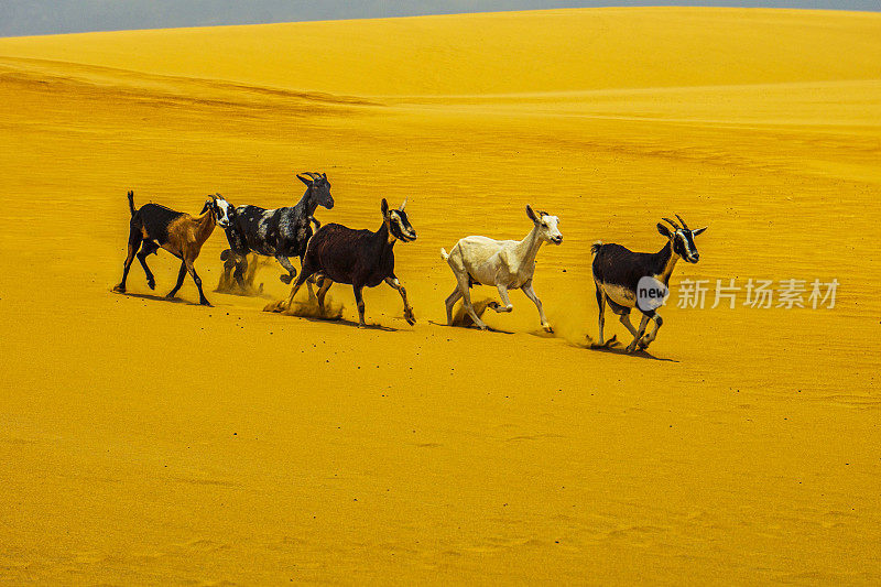 在一个阳光明媚的日子里，山羊穿过沙丘