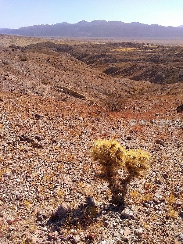 寂寞Cholla