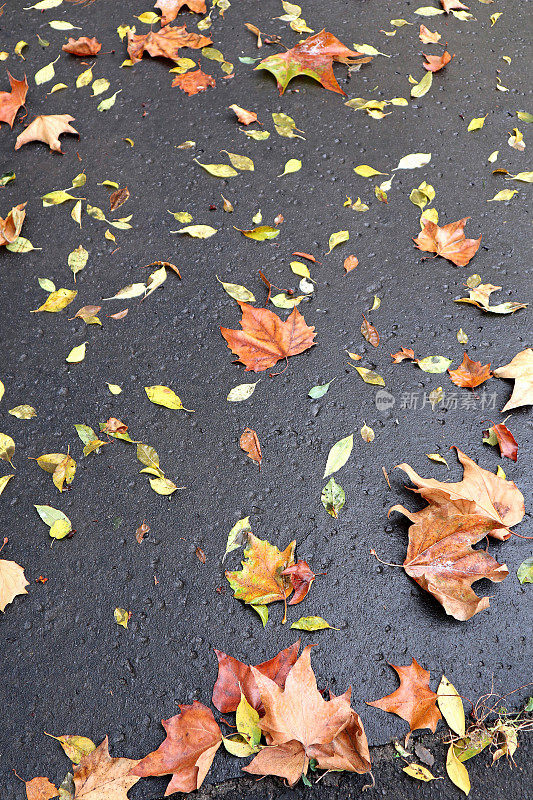 秋天的时候，落叶落在路上