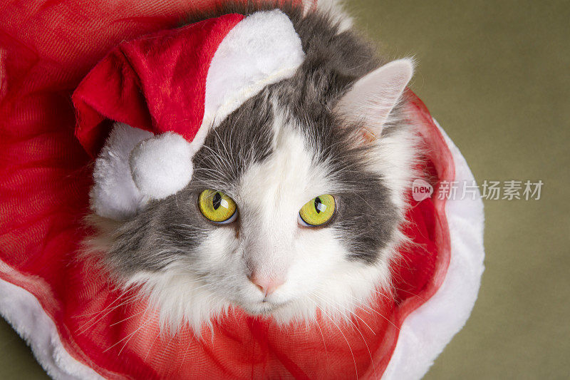 戴着圣诞帽的猫