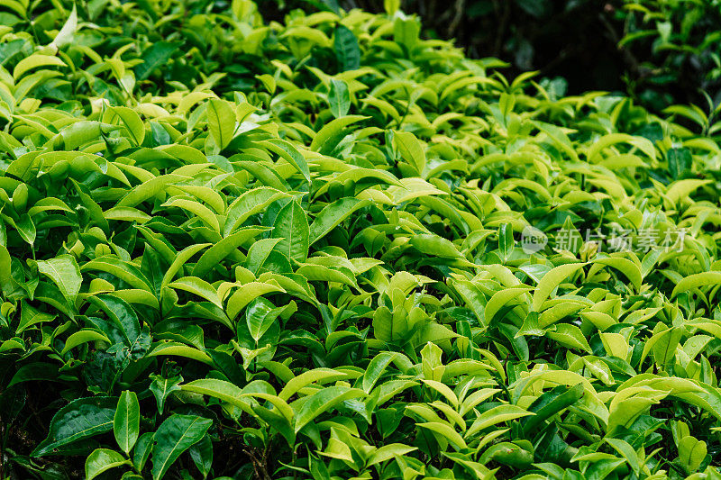 越来越多的茶叶