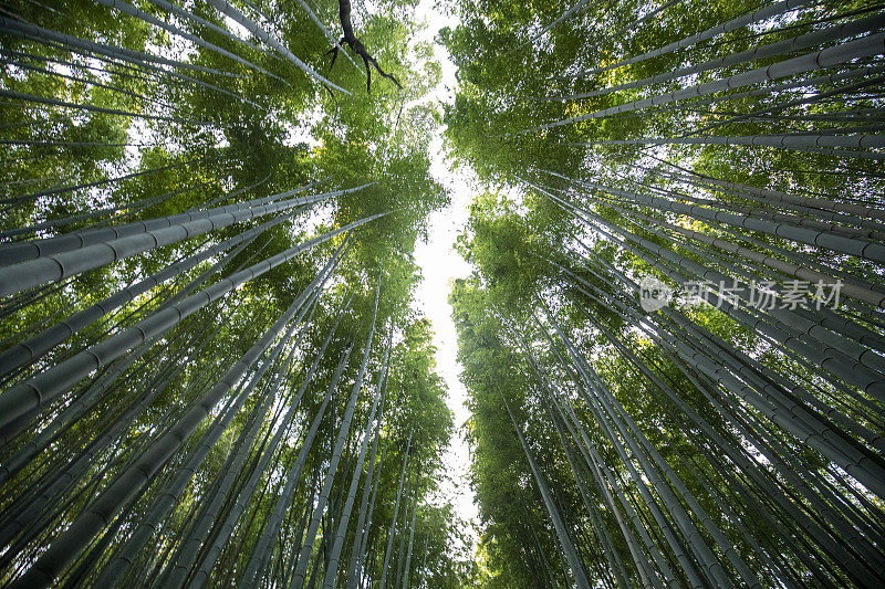 京都竹林