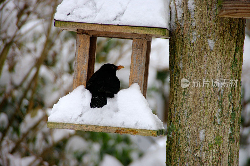 黑鸟在冬天