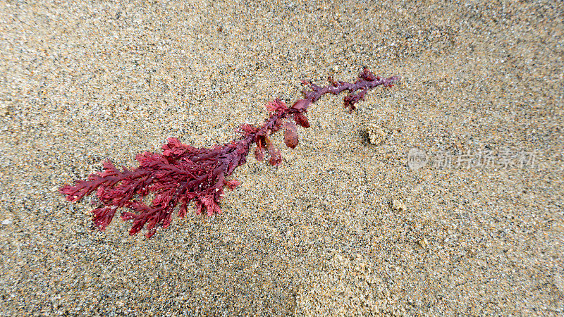 海滩上的红色海藻