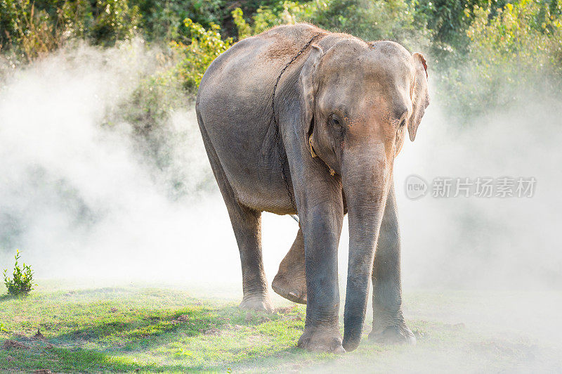 大象在泰国清迈的热带雨林河里洗澡和散步