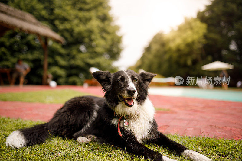 边境牧羊犬在草地上休息