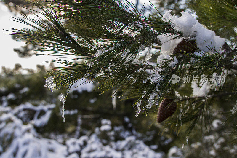融化的雪在松树的树枝上