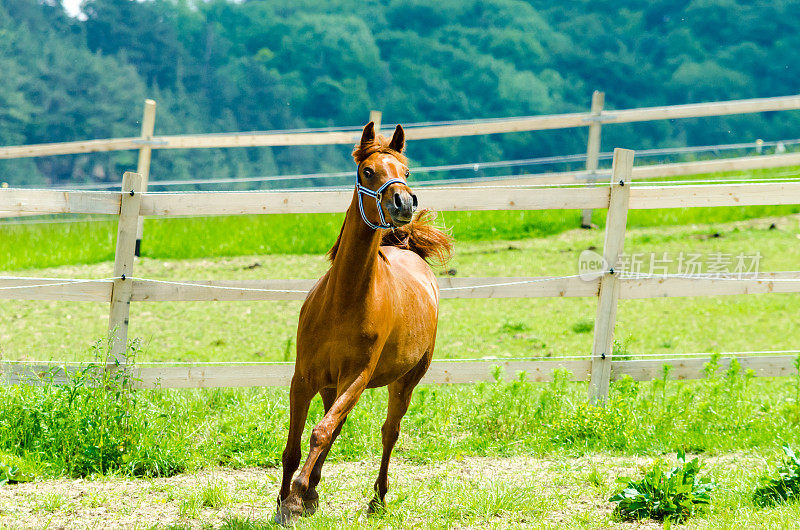 阿拉伯马-在牧场上奔跑的年轻母马