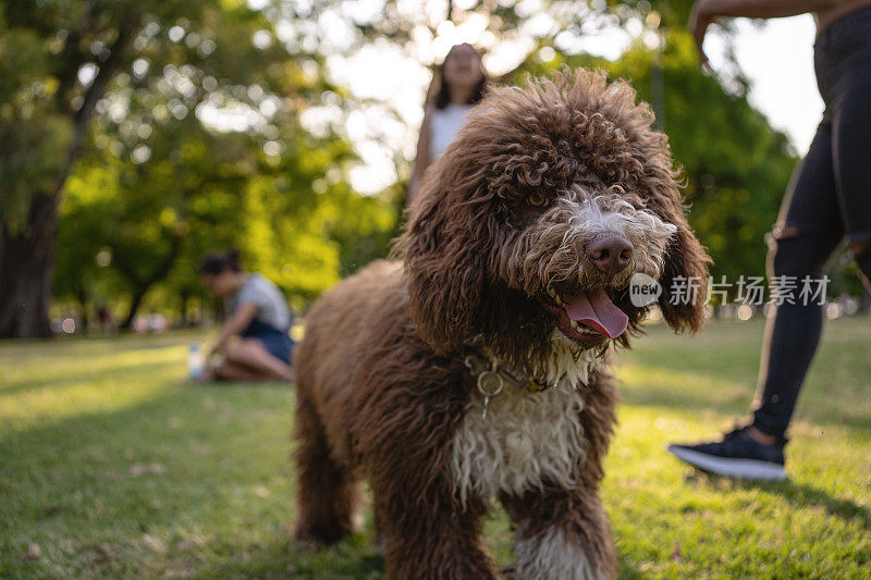 布朗labradoodle小狗