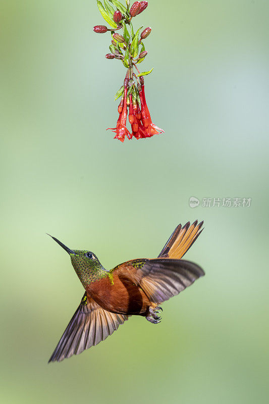 厄瓜多尔南部，红花下的栗子胸冠，羽翼向下