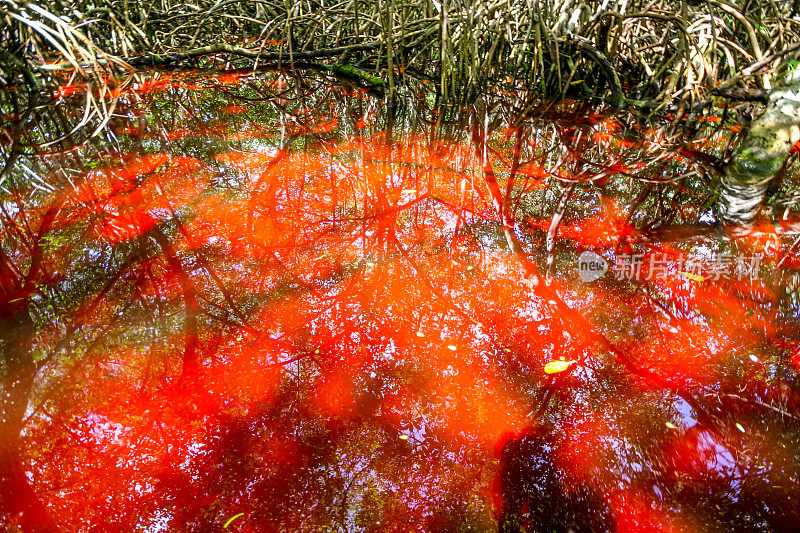 在Celestun生物圈保护区的红色浮游生物使美洲火烈鸟呈现红色