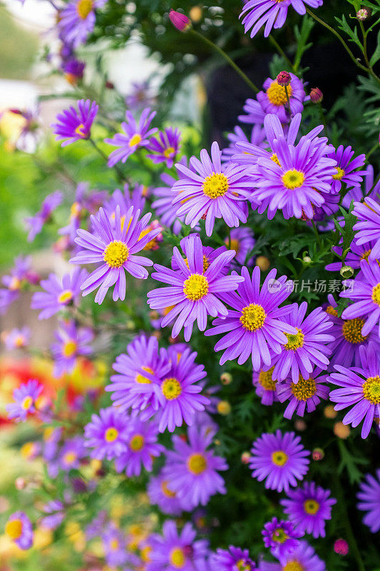 特写的紫色雏菊背景