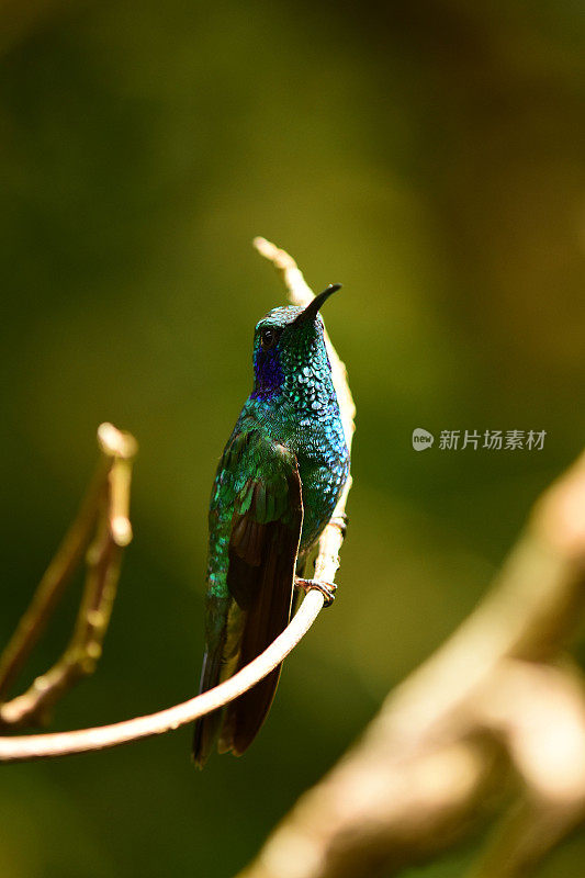 近侧视图的栖息阳光下的绿色紫罗兰蜂鸟的头翘起