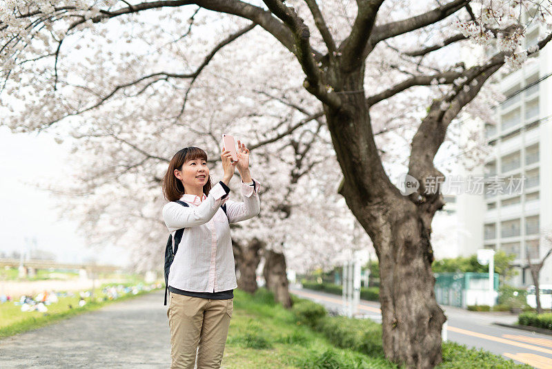 女人拍照的樱花盛开