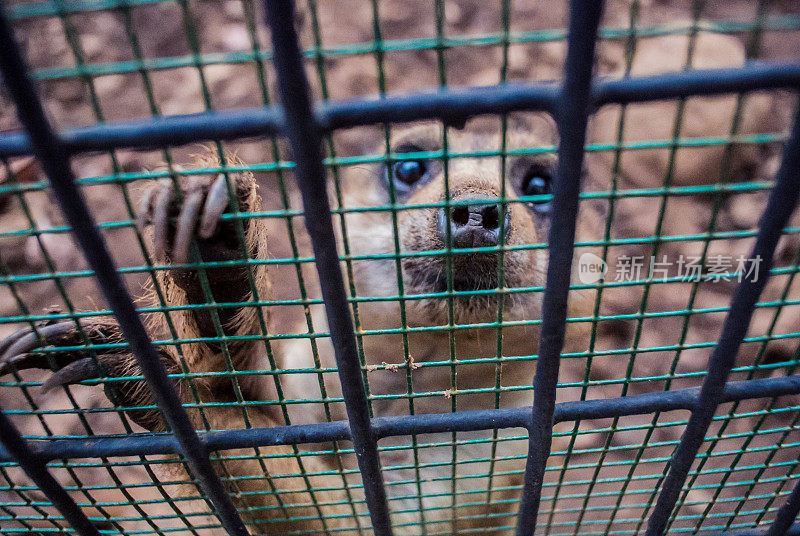 捕获的猫鼬