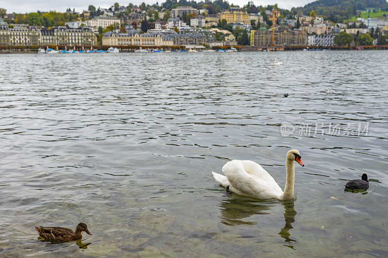 瑞士卢塞恩湖上的天鹅