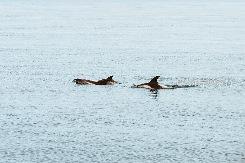 冰岛的海豚和鲸鱼