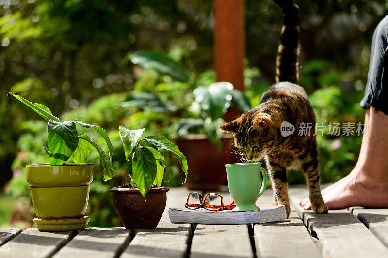 猫在轻松的花园场景