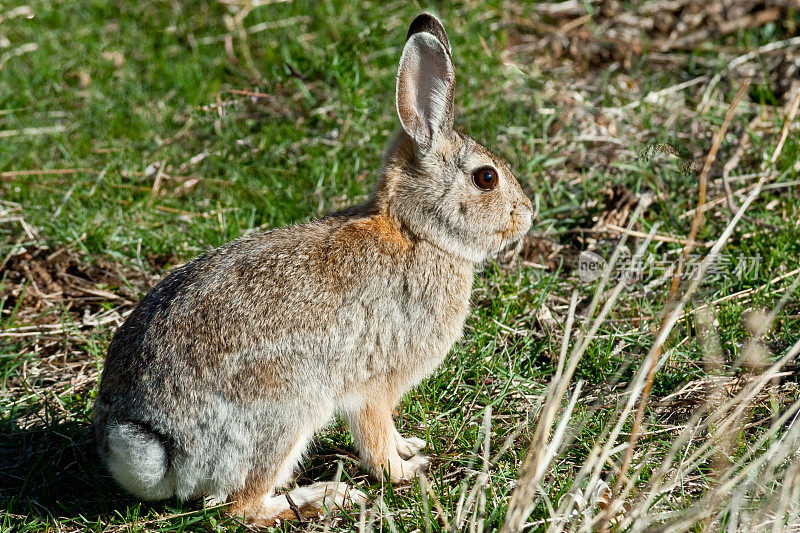 沙漠棉尾兔兔