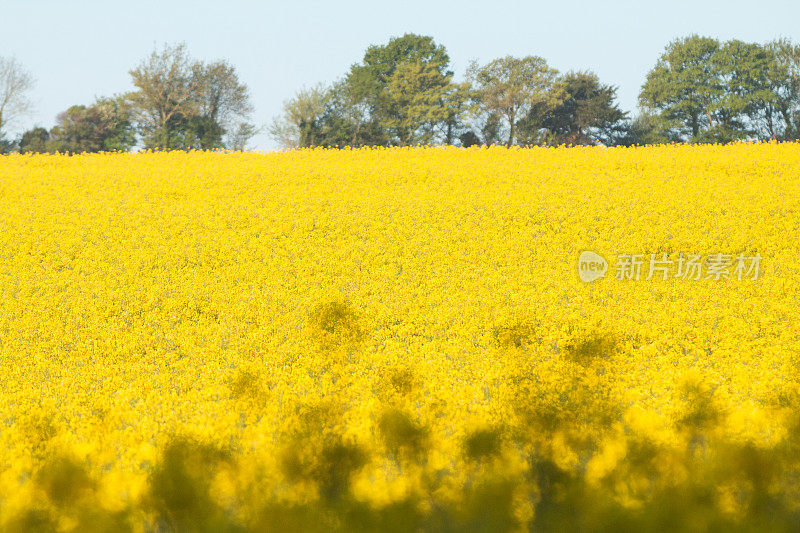 英国恩斯福德的油菜籽