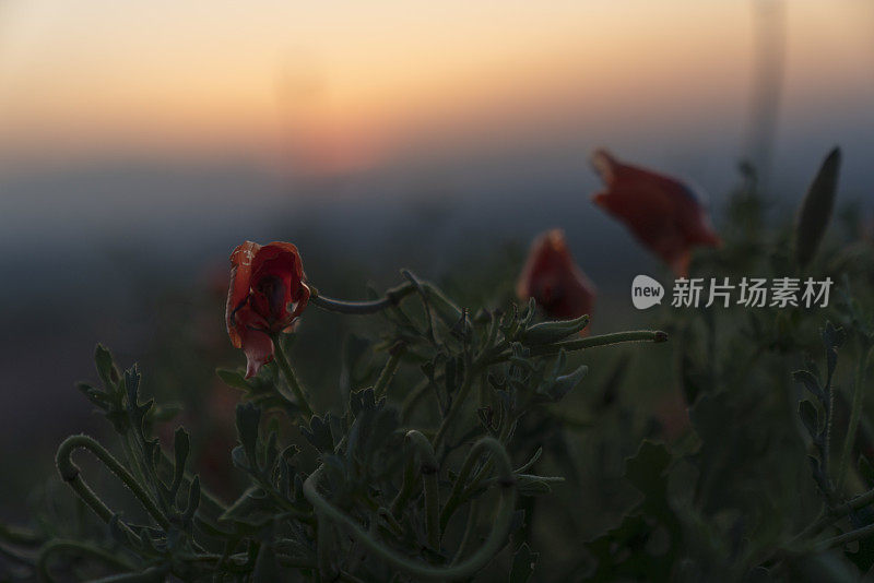 红色的罂粟在田野，天空和云。红红的花和夕阳。红色罂粟花