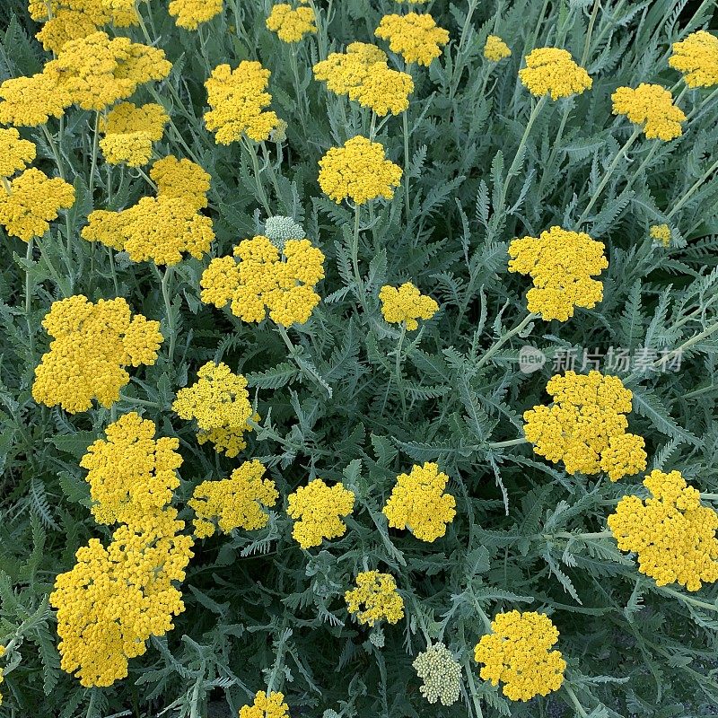 花园里的蓍草多年生花