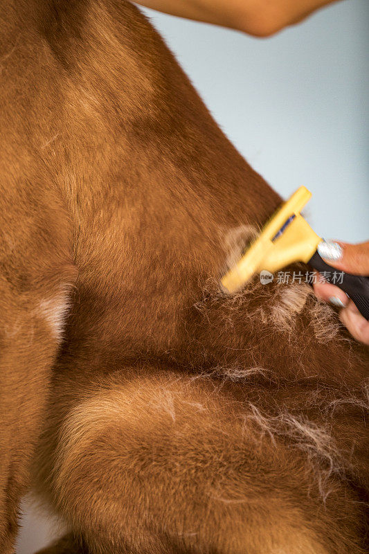 女人用动物刷子梳狗毛的特写