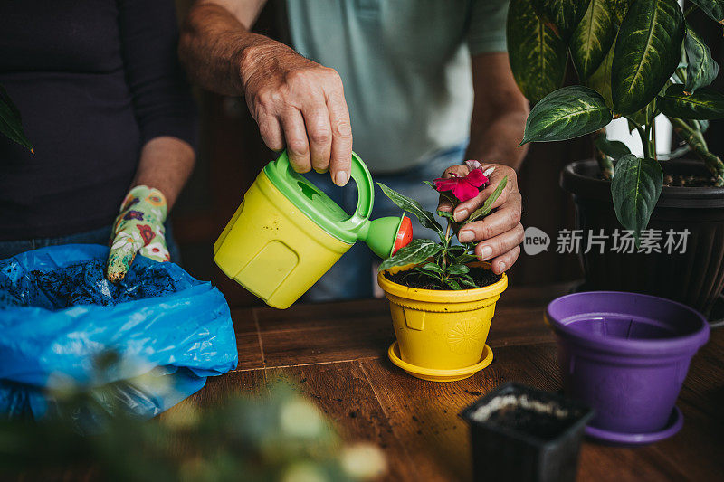 在花盆里浇花