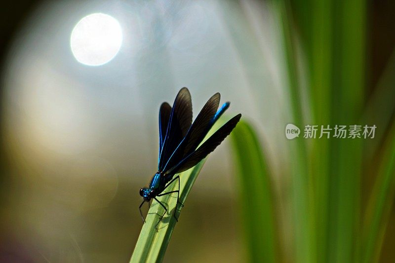 美丽的张开蓝翼凤蝶处女蜻蜓。巴伐利亚,德国。