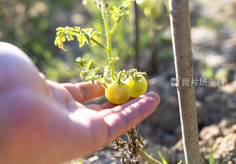 番茄植物温室绿色番茄种植园。有机农业，年轻的番茄植株生长在温室。