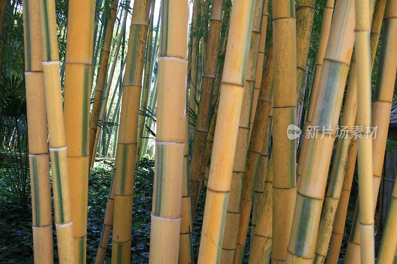 竹林，大量的竹子