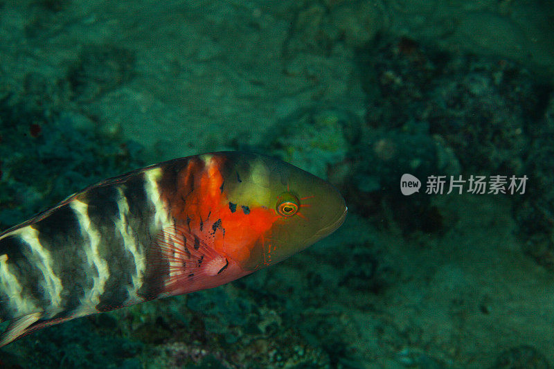 热带鱼，海洋生物，