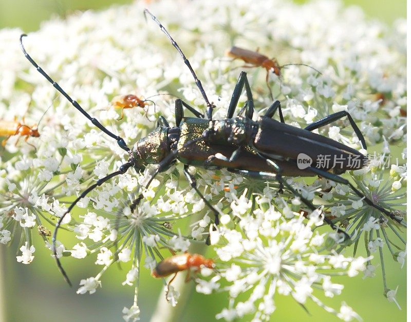 麝香甲虫交配