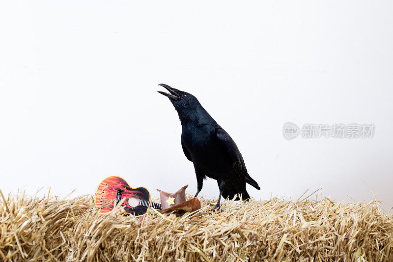 干草堆上的黑乌鸦带着玩具吉他和帽子