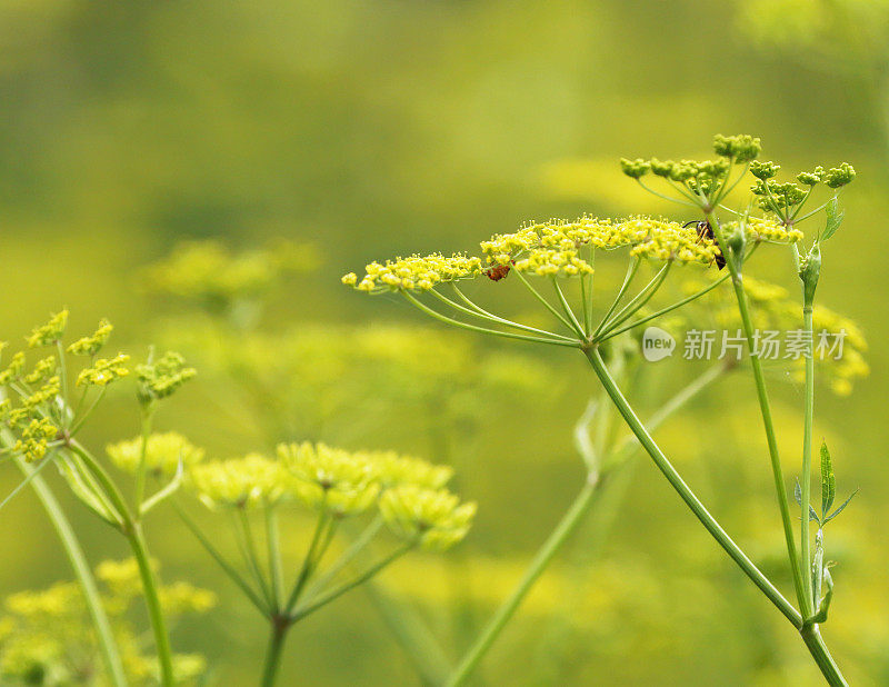 野生防风草