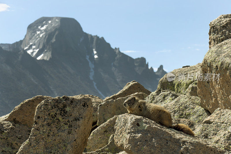 黄腹土拨鼠在科罗拉多州的落基山山峰国家公园里
