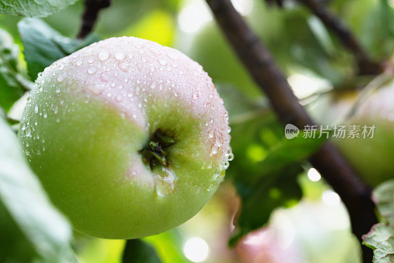 树上的苹果沾满了雨滴