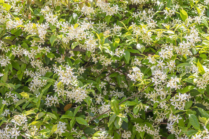 茉莉花。