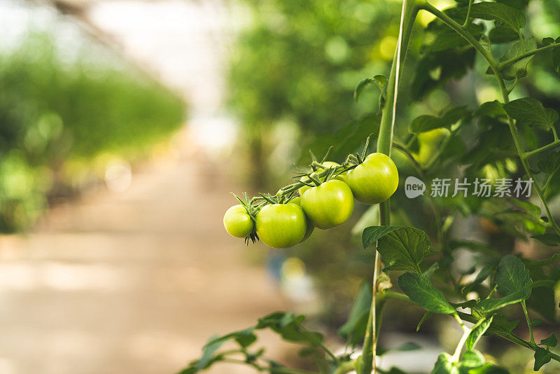 在阳光充足的温室里种植西红柿