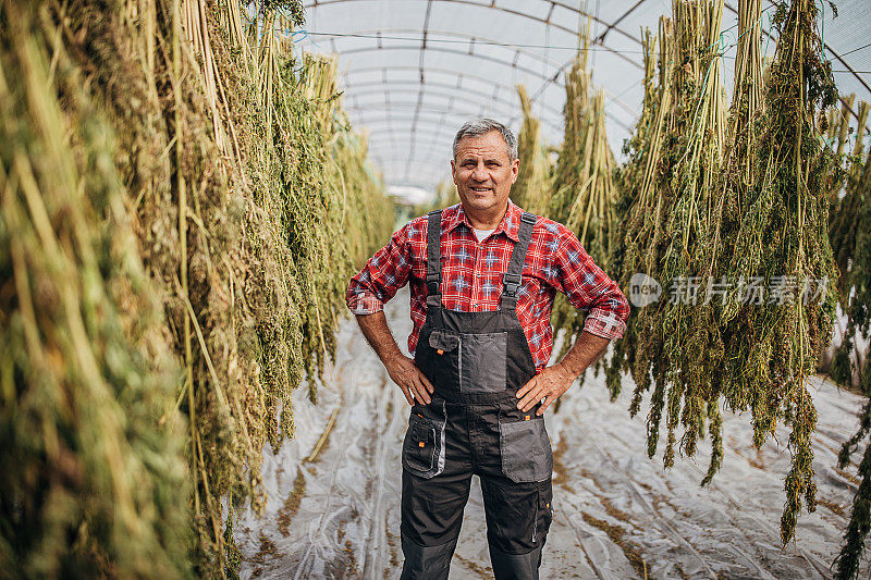 骄傲的农民站在满是大麻植株的温室里