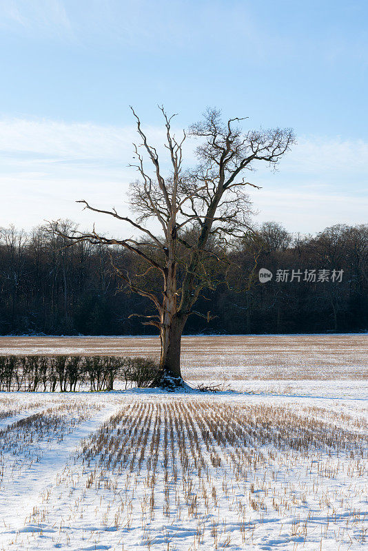 英国乡村的一个下雪天