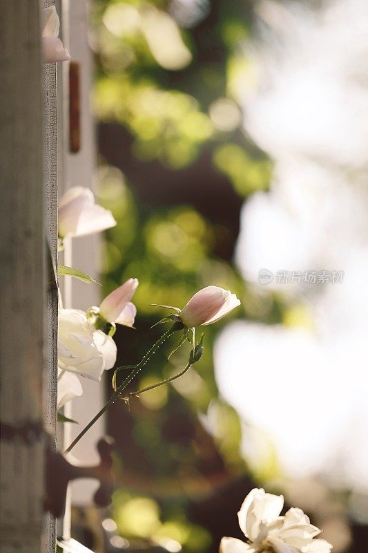 花园里的玫瑰花蕾