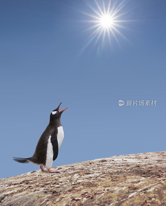 炎炎烈日下，南极巴布亚企鹅在帕尔默群岛港口