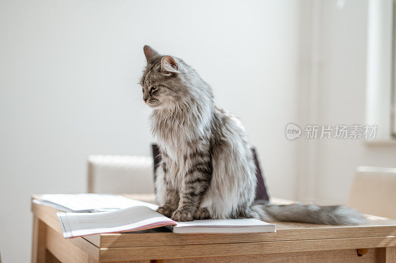 毛茸茸的家猫坐在满是纸条的桌子上