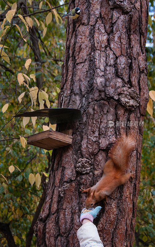 红松鼠在秋天进食。