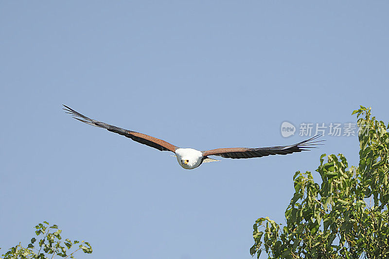 美国Fish-Eagle