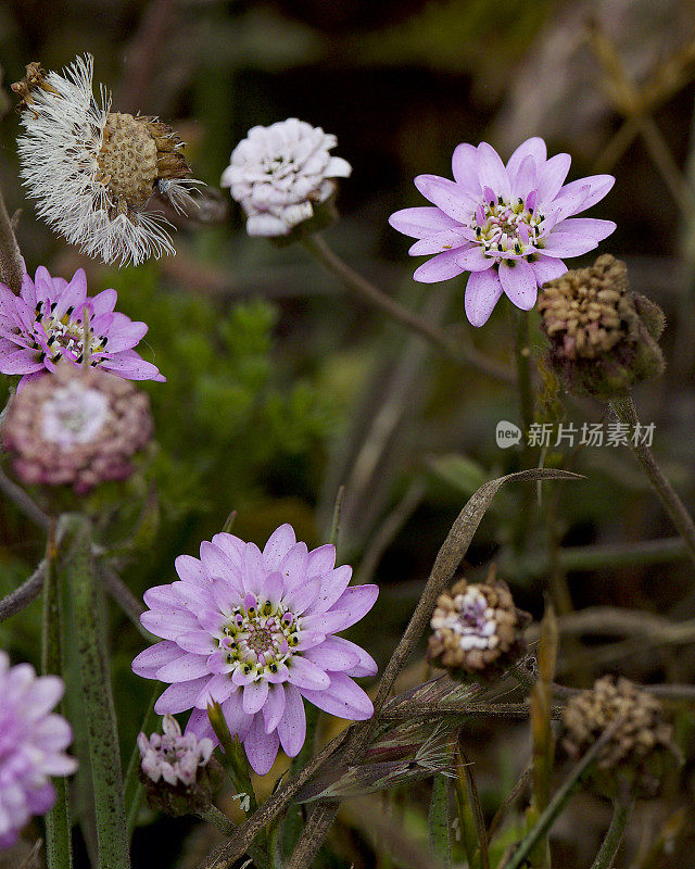 智利中部的腺白藜芦醇的几种花