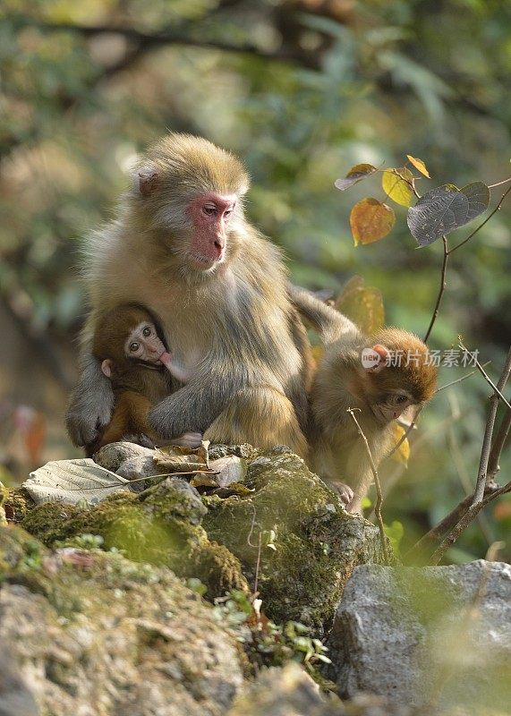母猴子和她的孩子