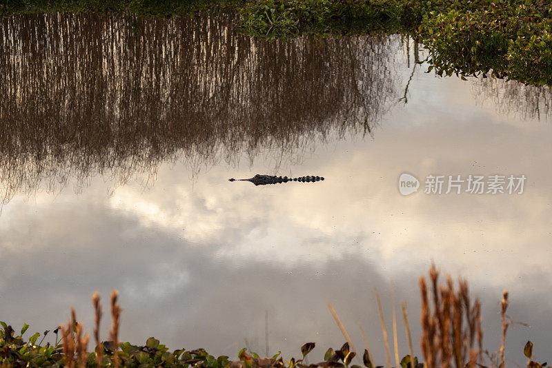 一只短吻鳄一动不动地漂浮在平静的湿地湖里，倒影着黎明的云彩